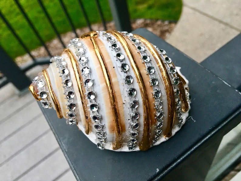 Snail Shell Home Decor Coastal Decor Kids Craft Floral Etsy