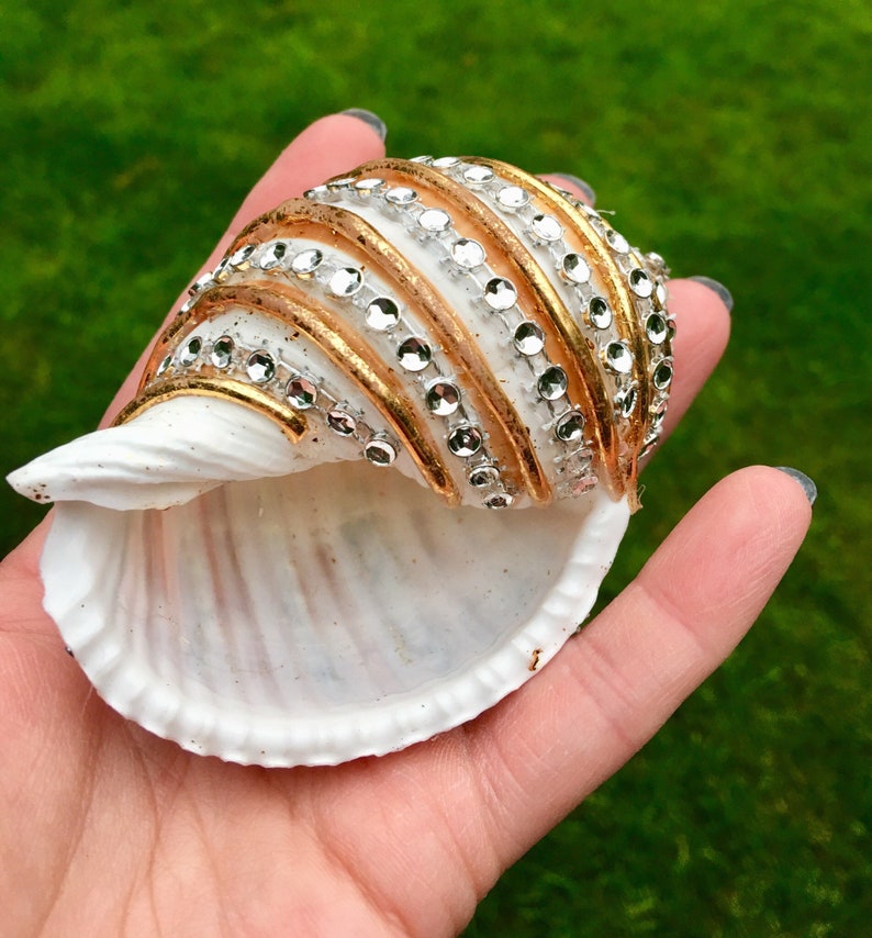 Snail Shell Home Decor Coastal Decor Kids Craft Floral Etsy