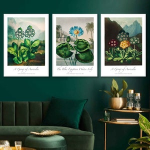VINTAGE Botanical Auricula Flowers Wall Art Prints Floral prints of Thornton Paintings with landscape Scene Pictures Posters