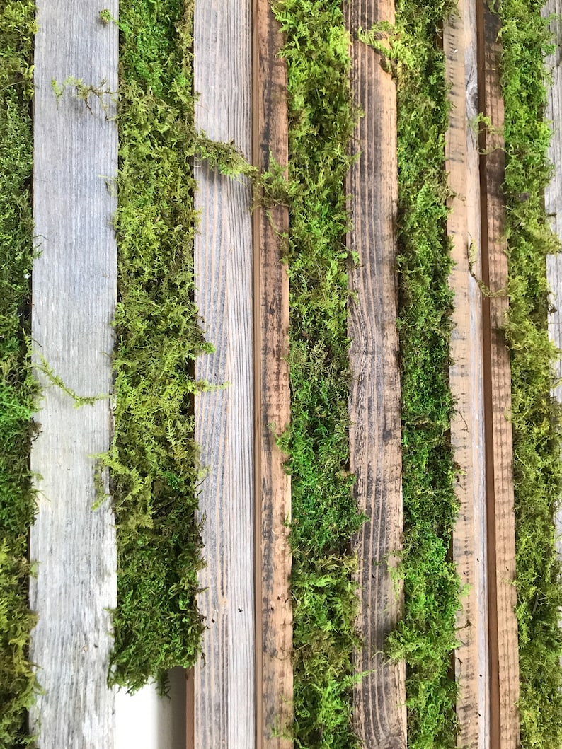 Hanging garden / Moss art Etsy