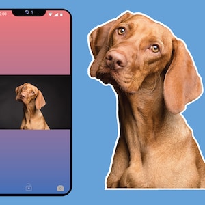 May include: A brown and white dog with brown eyes looking up. The dog is on a blue background. The dog's head is tilted to the side. The dog's ears are floppy.
