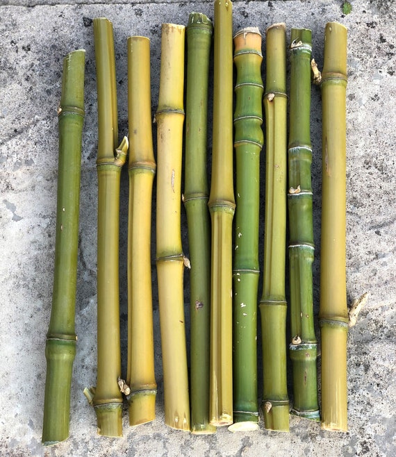 Bamboo DIY Bamboo Sticks Kit Wooden Bamboo Chime Sticks DIY Bamboo Chime Sticks  Bamboo Craft Sticks Natural Bamboo Sticks Green Bamboo 