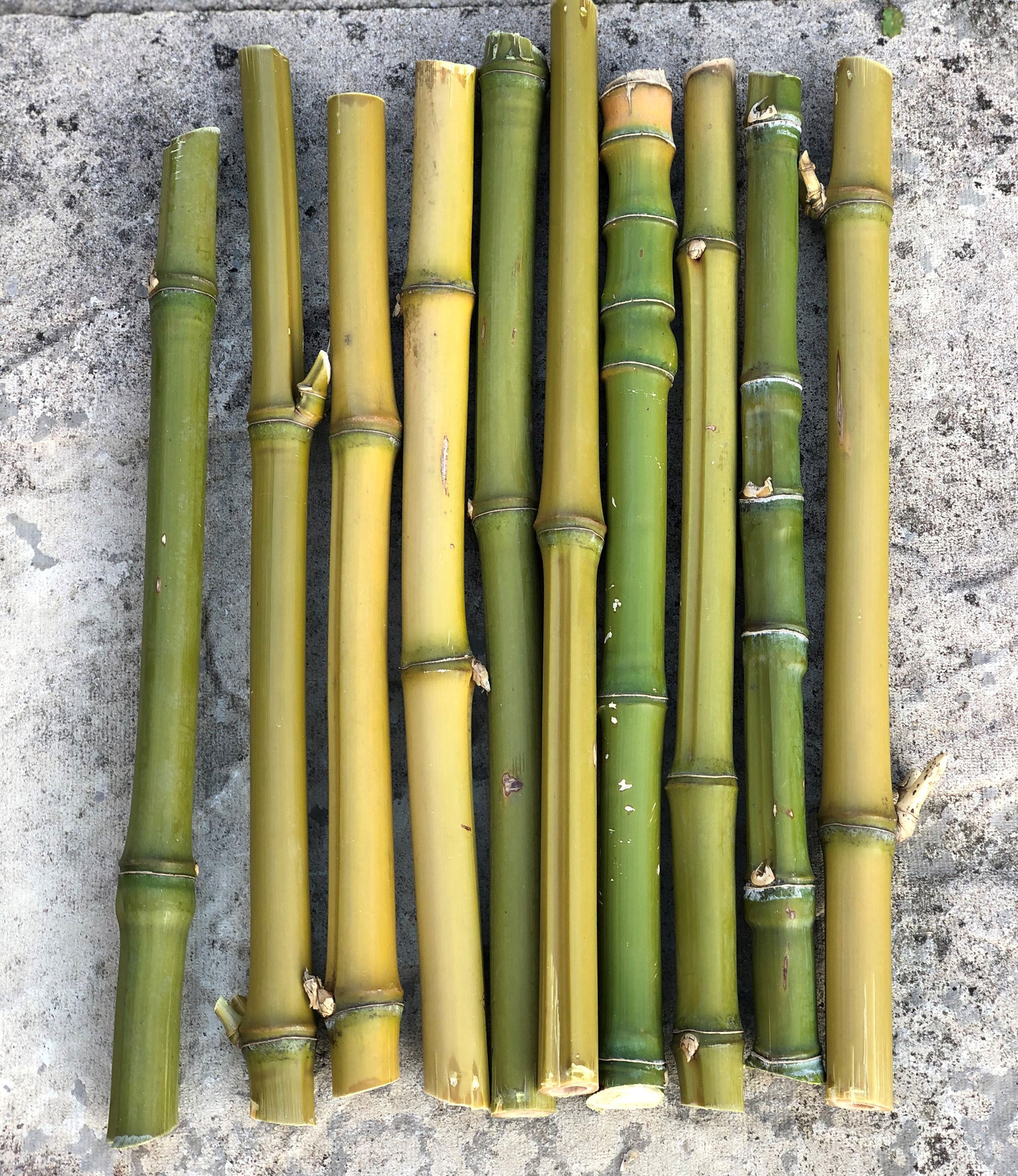 Bamboo DIY Bamboo Sticks Kit Wooden Bamboo Chime Sticks DIY Bamboo Chime  Sticks Bamboo Craft Sticks Natural Bamboo Sticks Green Bamboo 