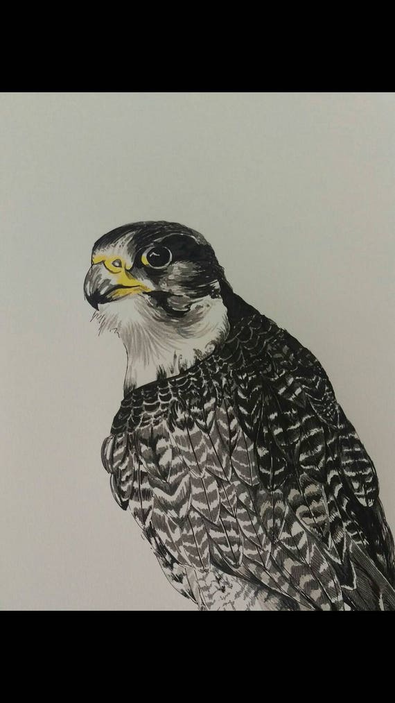 10 X 8 Faucon Oiseau De Proie Jet Dencre Art Print Original Stylo Et Encre Dessin Par Ruth Dague