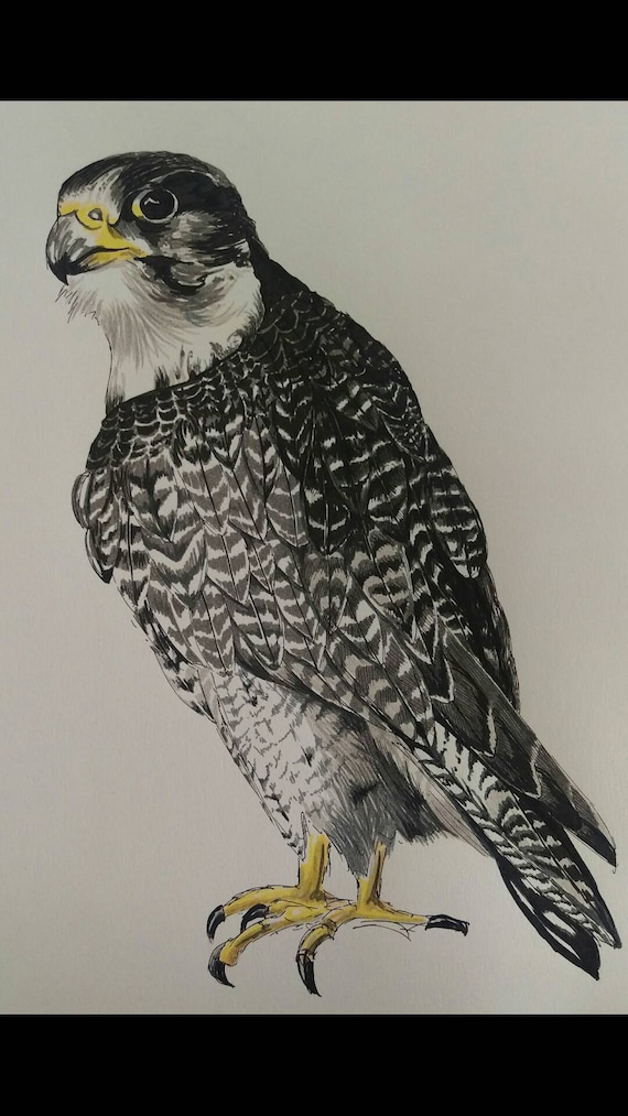 10 X 8 Falco Pellegrino Rapace Arte Di Giclee Stampa Da Originale Penna E Inchiostro Disegno Di Ruth Dagger