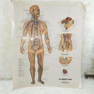 Vintage Lymphatic System Anatomical Chart Styrene Plastic 20x26 with Grommets