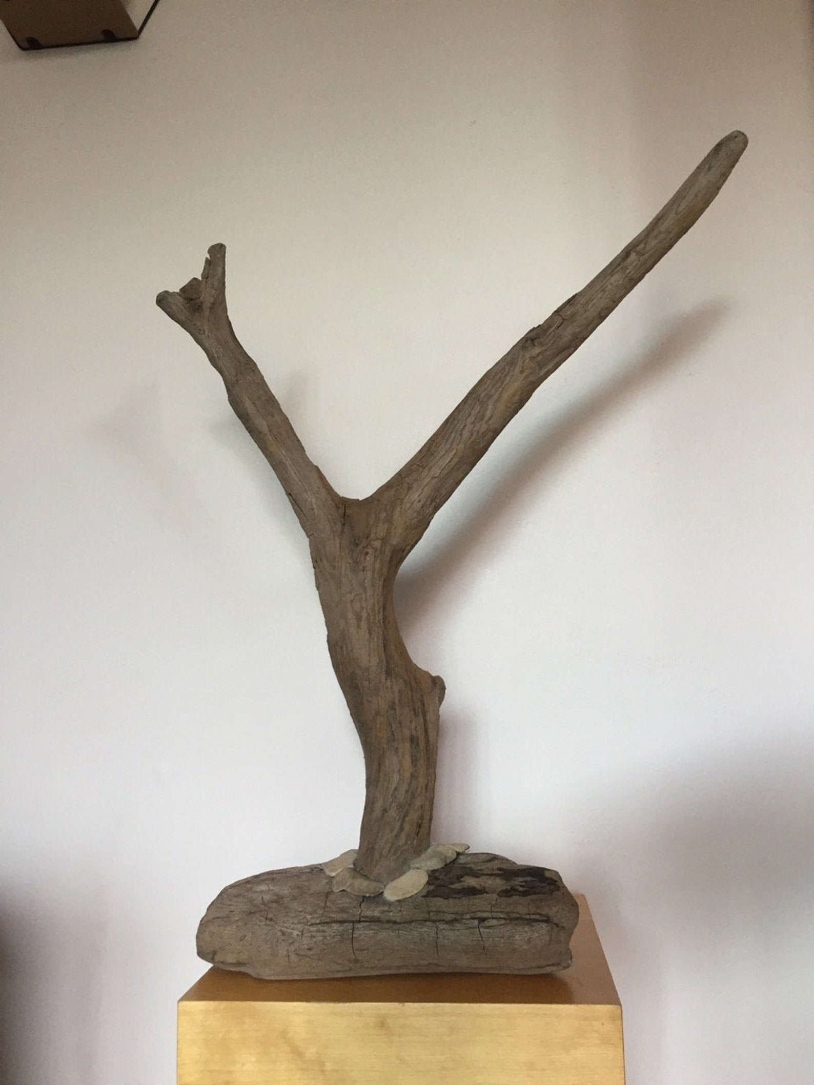 Driftwood tree art. Household display. coastal nautical beach Etsy