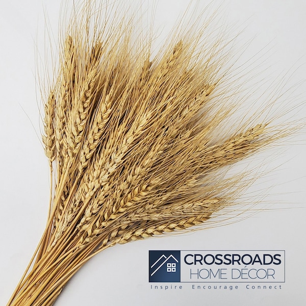 Dried Wheat Stalks, Kansas, 500 Loose Stems 16-22", Wheat Sheaves, Fall Wedding Decor, Harvest Wreath Weaving Natural Grass, Wheat Straw
