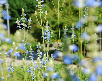 Delicate Spring - blue floral nature fine art print