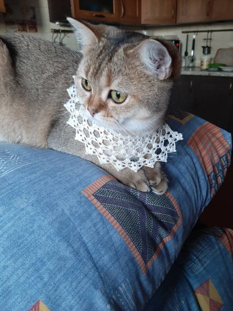 Cats collar crochet Rbg style Pet accessories Cats photo prop