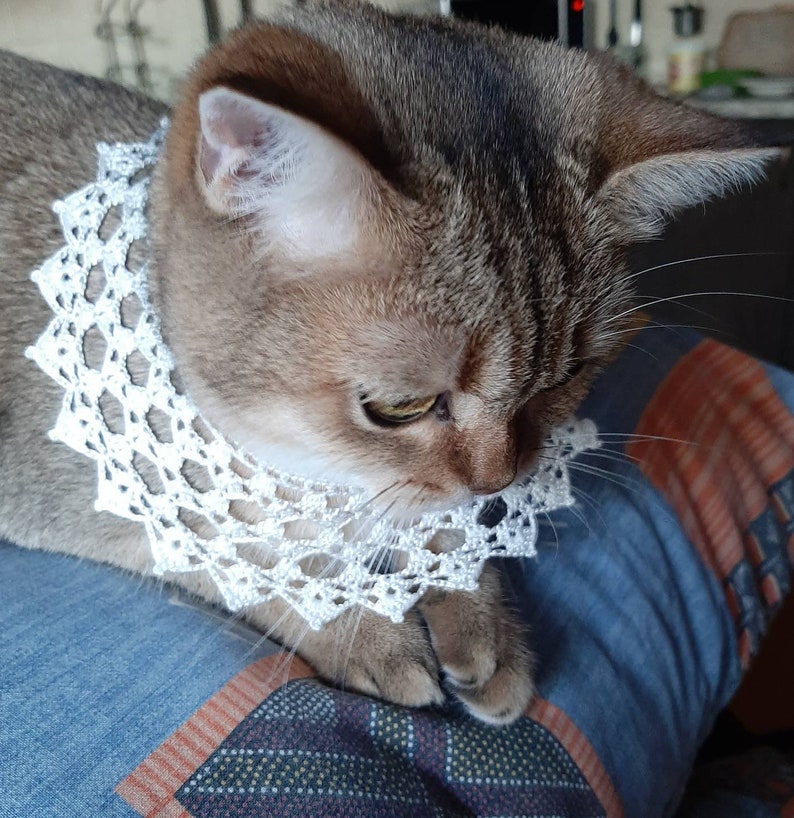 Cats collar crochet Rbg style Pet accessories Cats photo prop
