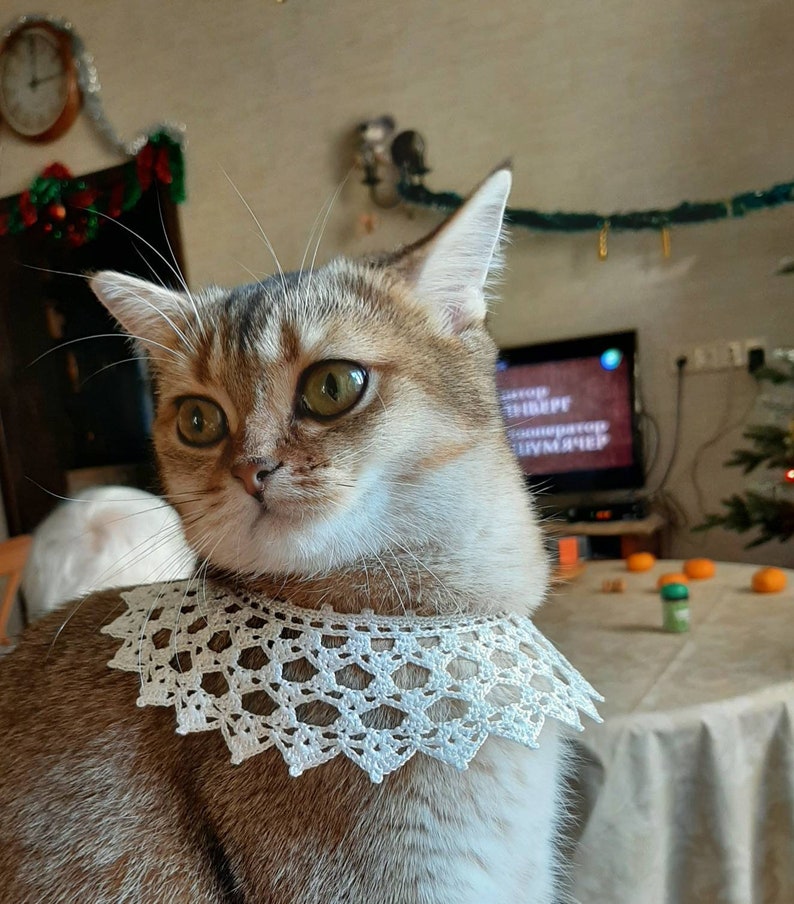 Cats collar crochet Rbg style Pet accessories Cats photo prop