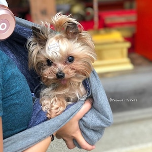 Sac de transport gris pour petit animal de compagnie. Sac confortable et sécurisé pour animal de compagnie. Écharpe décontractée pour chien pour transporter les mains libres, pochette pour chien en tissu doux