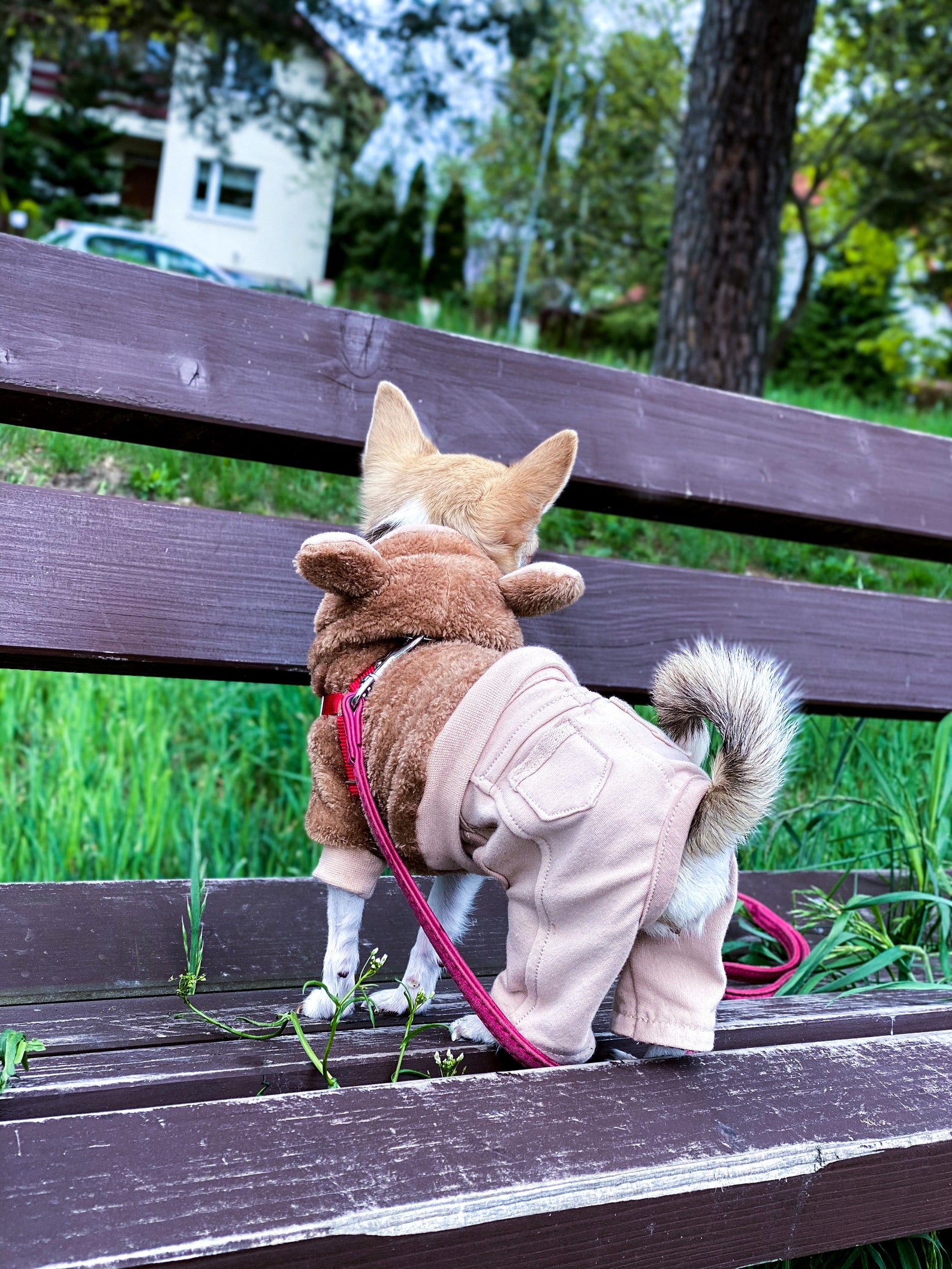 Dog Hoodie With Ears. Brown Fur Dog Hoodie. Puppy Hoodie. Dog Etsy