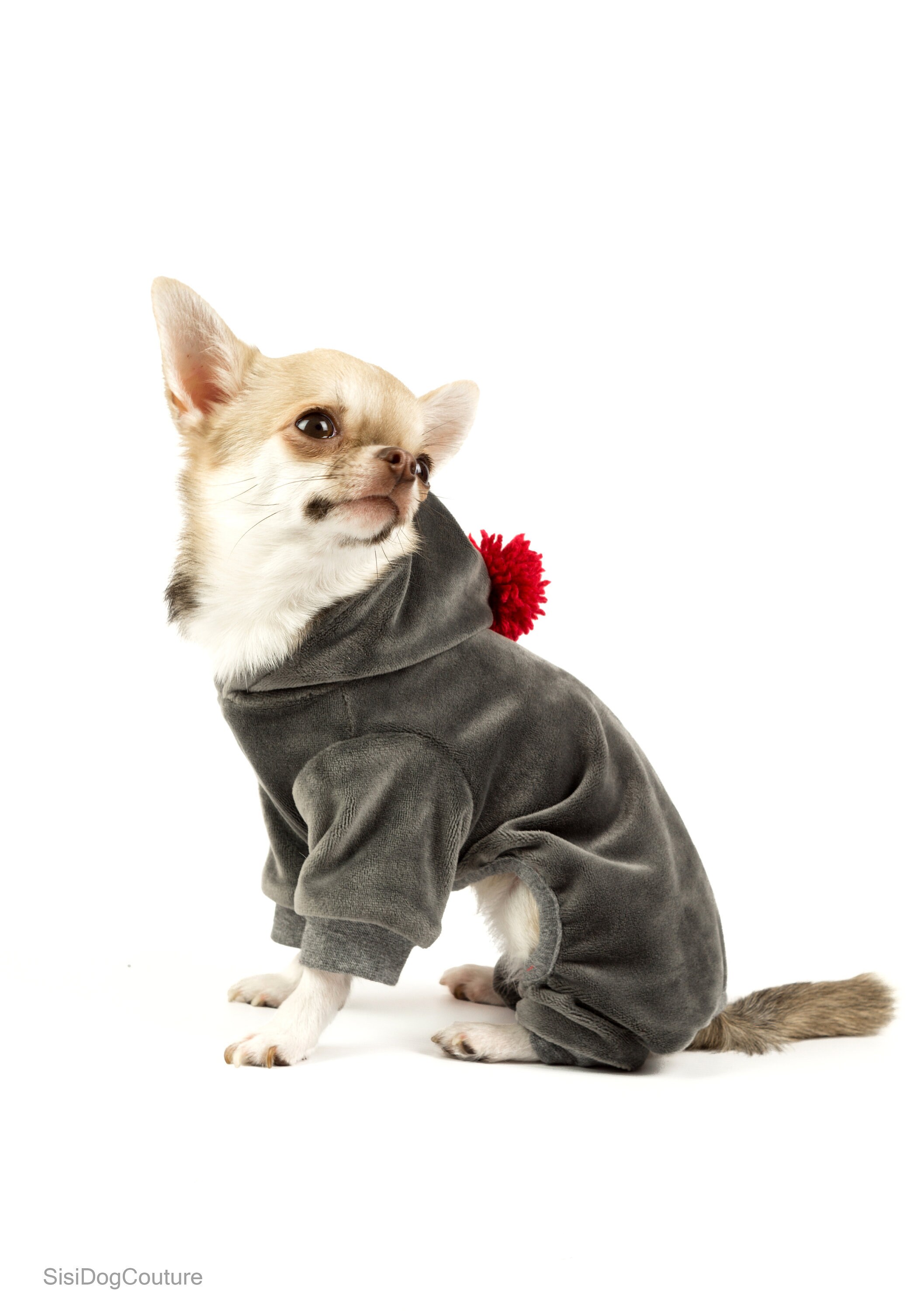 chihuahua jackets uk