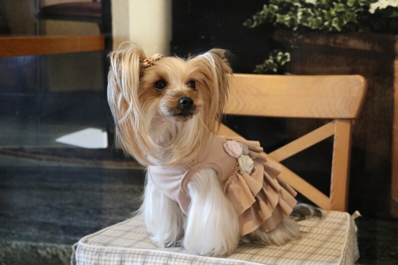 Designer small dog clothes. Dog dress. Small dog clothes. Etsy