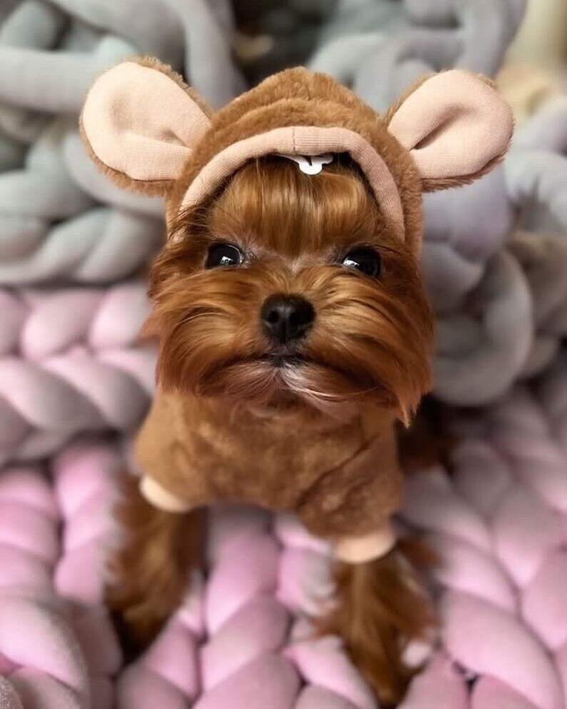 Dog Hoodie With Ears. Brown Fur Dog Hoodie. Puppy Hoodie. Dog Etsy