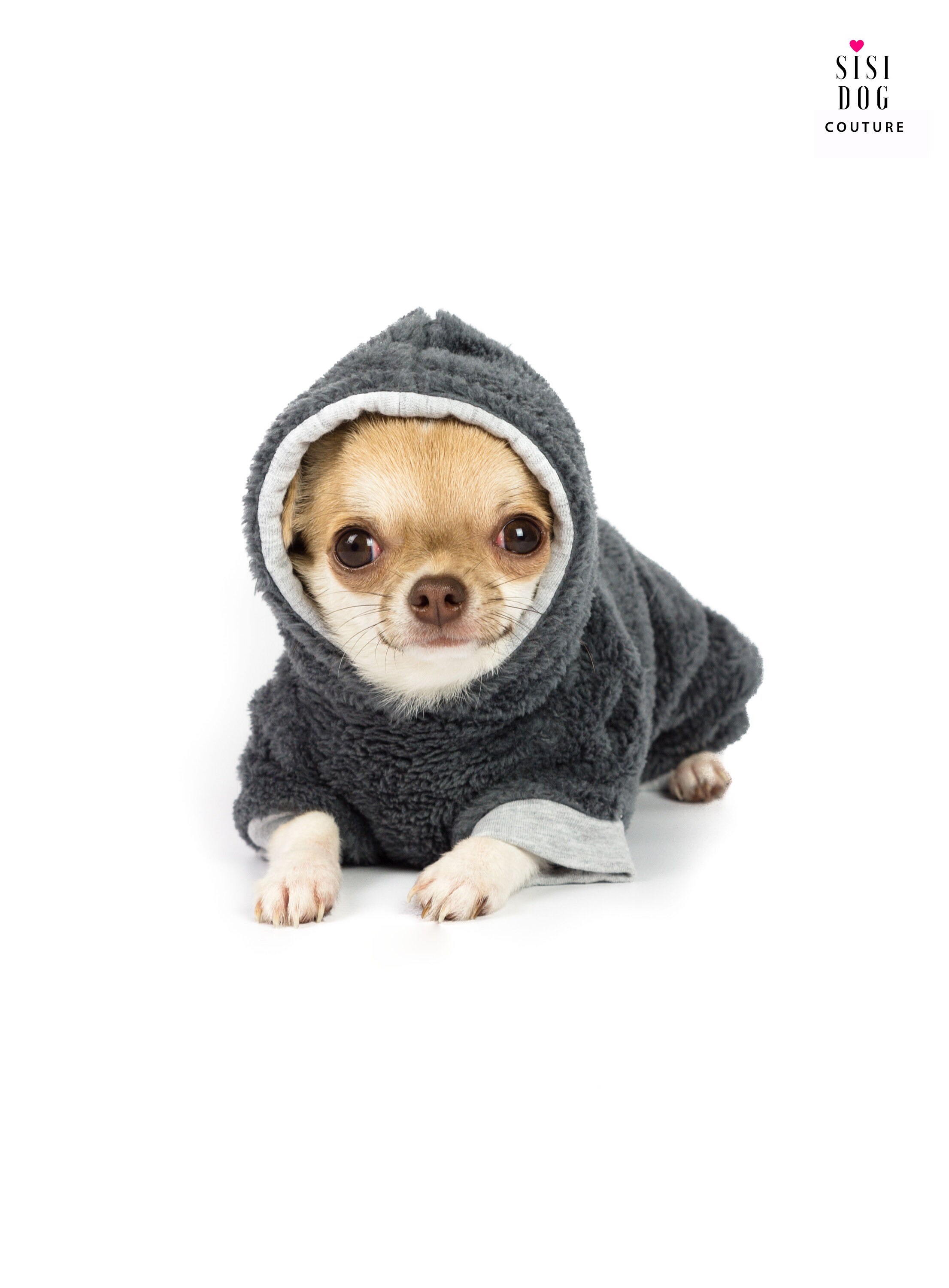 Chihuahua in a hoodie Clearance
