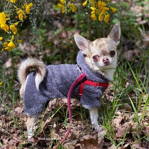 Chihuahua wearing a warm, gray plush jumpsuit designed for warmth during colder days.