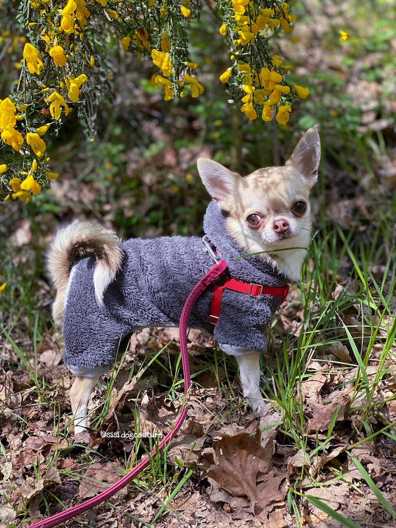 Chihuahua wearing a warm, gray plush jumpsuit designed for warmth during colder days.