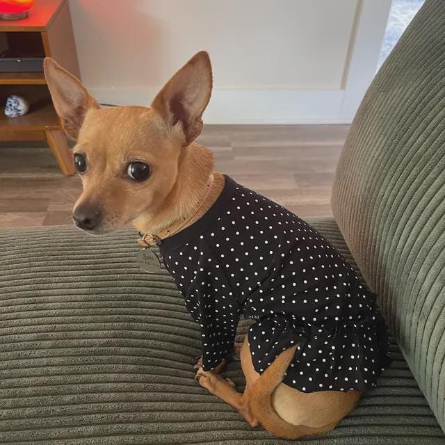 水玉模様のフリル付き犬用ドレス：エレガントなコットン製ペット服