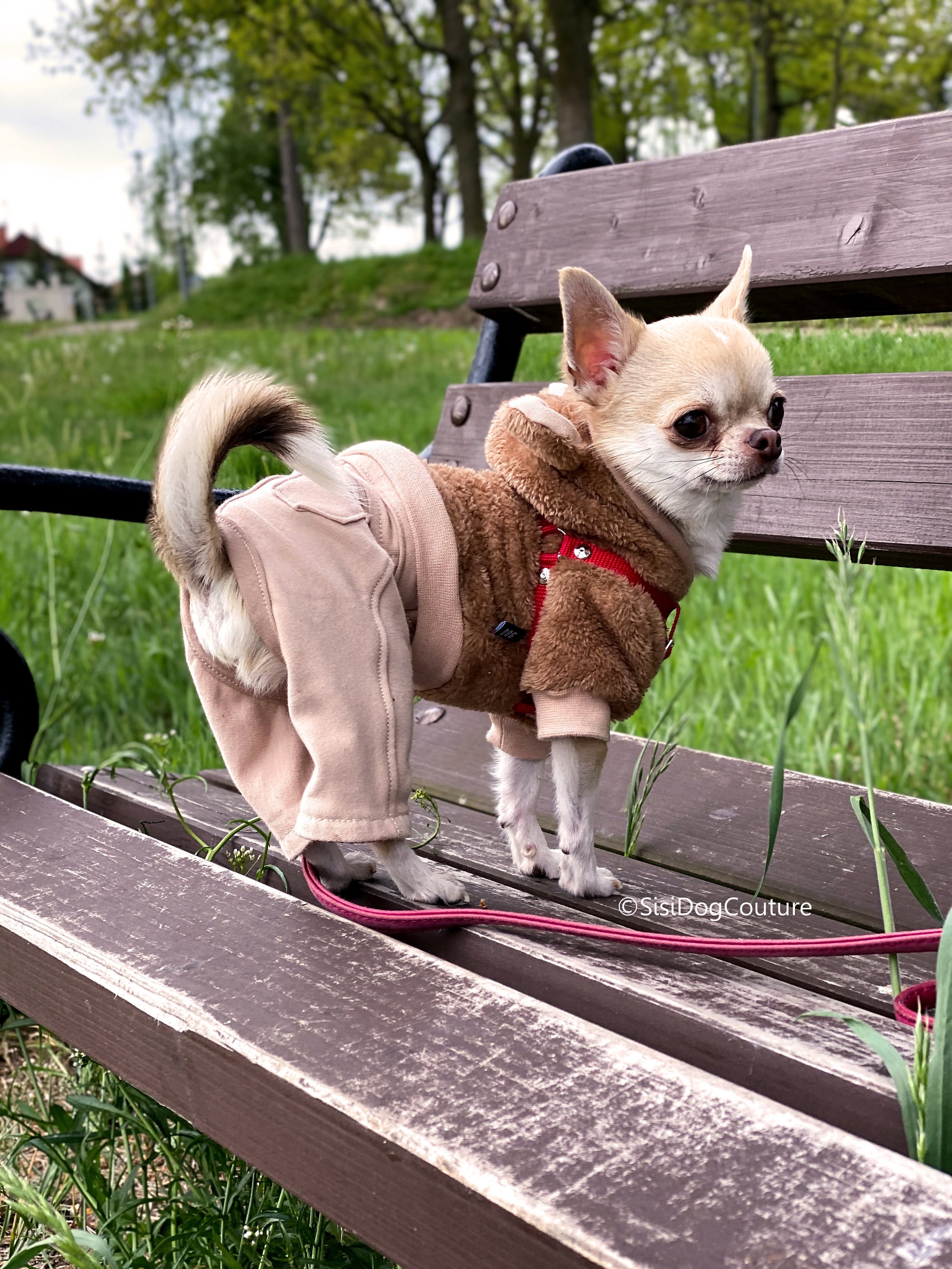 Dog Hoodie With Ears. Brown Fur Dog Hoodie. Small Size Dogs. Etsy