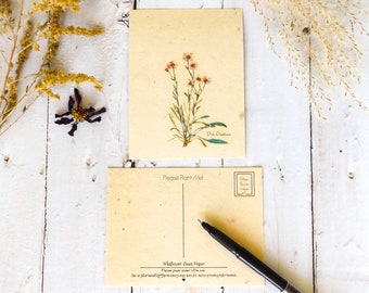 Plantable Seed Postcards || Eco-Friendly Gift || Supporting Women In Nepal || Pink Fleabane
