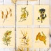 see more listings in the PLANTable Cards section