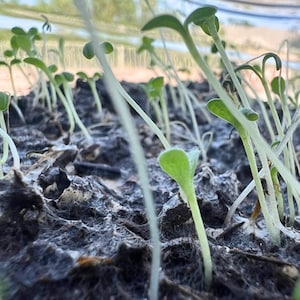 May include: Close-up of young green seedlings emerging from dark soil. The seedlings have small, rounded leaves and slender stems, with a few strands of white fiber visible. The image is taken from a low angle, highlighting the texture of the soil.