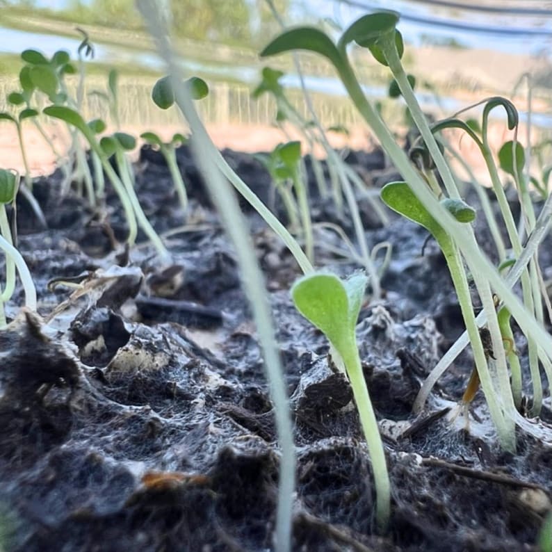 May include: Close-up of young green seedlings emerging from dark soil. The seedlings have small, rounded leaves and slender stems, with a few strands of white fiber visible. The image is taken from a low angle, highlighting the texture of the soil.