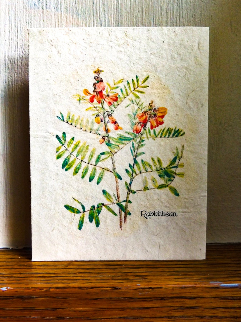 Plantable Vintage Botanical Cards Plune Anemone Wildflower Seed Paper Beyond Zero Waste