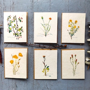 Bulk Seed Cards 50ct With Envelopes || Variety Pack || Wildflower Seed Paper || Eco-Friendly Gift