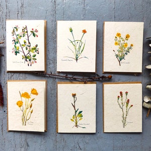 Cartões de sementes de flores silvestres em massa 100 quilates com envelopes || Pacote de variedades || Apoia mulheres no Nepal || Presente ecológico
