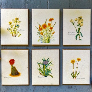 Cartes de semences plantables avec enveloppes || Pack Variété || soutient les femmes au Népal || Cadeau écologique