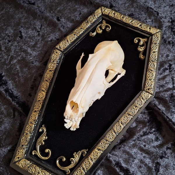 Gothic Halloween Unique Genuine Fox Skull in Coffin Frame Taxidermy Curiosity Oddity Wall Décor