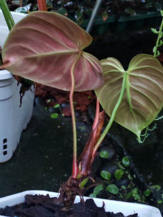 Philodendron Luxurian Choco Sp Red Etsy