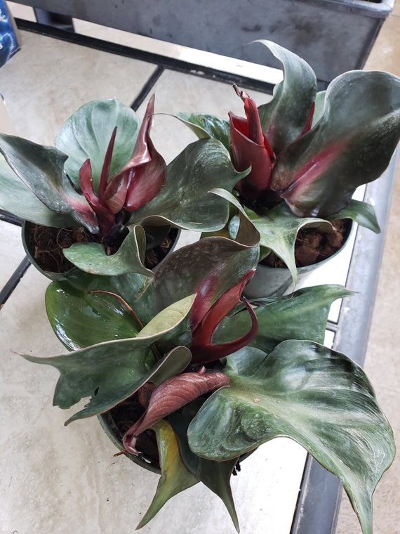 Collectors Philodendron Red Heart Etsy