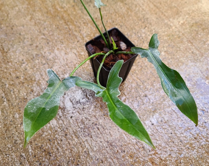 This Item Is Unavailable Etsy