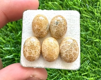 赤い化石サンゴのカボション宝石：ジュエリーメイキング（58 x 40 mm 