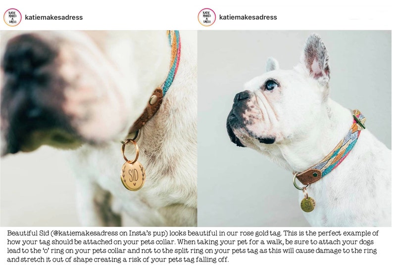 May include: A white bulldog wearing a colorful braided collar with a gold tag. The tag is engraved with the name "SID". The collar has a leather accent and a metal ring for attaching a leash. The image is from katie makes a dress.