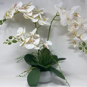 Könnte beinhalten: Eine weiße Orchideenpflanze in einem grauen Topf mit grünen Blättern. Die Orchidee hat mehrere weiße Blüten mit rosa Akzenten.