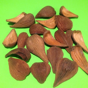 Set of 20 Cobra Heads, Natural dried, Wooden Flower Bouquet, Wooden Flowers, Wooden Bouquet, Dried Flower Arrangement.
