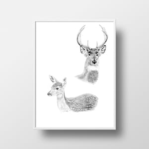 Sofortiger digitaler Download - Tier Reh Kunstdruck, druckbare Reh Bleistiftzeichnung, Wandkunst, Skizze, Poster