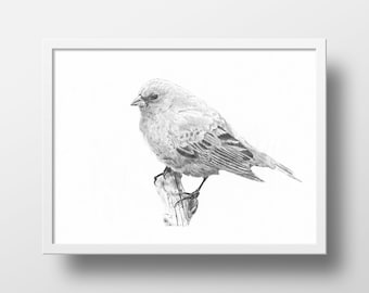 Indigo Bunting Art Print: Bird Pencil Drawing, Wildlife Poster (Digital Download)