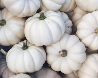 15 White Baby Boo Mini Pumpkin Miniature Cucurbita Pepo Vegetable Seeds