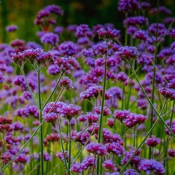 500 Semillas de flores perennes de Verbena Orgánica Bonariensis Samen Semi Sementi Sementes Siemenet Somen Zaad Zaden Semillas Graines Nasiona