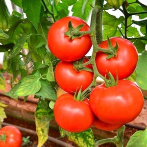 50 ORGANIC MONEYMAKER - Graines de tomates patrimoniales Très productives à haut rendement Fiable Anglais Heirloom Open Pollinated