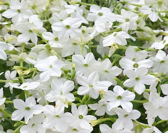 Aztec Tobacco Seeds 1000 Isleta Pueblo – Nicotiana Rustica, Sacred Tobacco,  Fresh Herb Seeds Rustica Tobacco Seeds