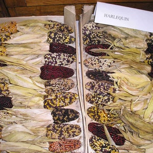 100 Organic HARLEQUIN mix Strawberry type Corn Seeds Mais Mays Samen Graines Semillas Zaden Zaad Somen Semi Sementi Semillas Nasiona