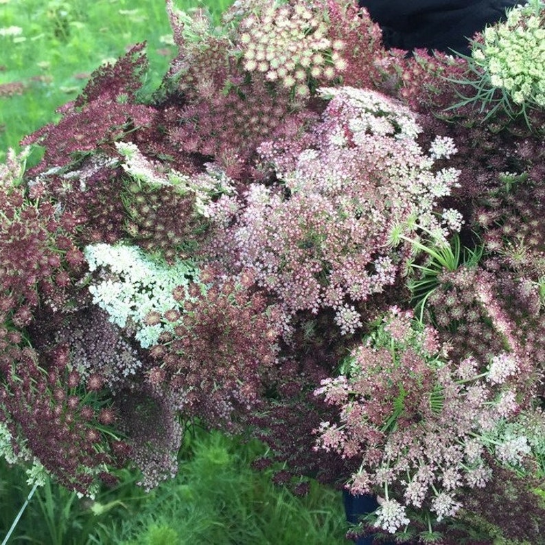 РђРјРјРё Daucus carota dara